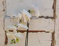 IN FULL BLOOM SERIES
