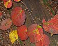 FALL COLORS XII