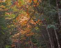 FALL COLORS XV