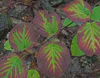 FALL COLORS VI