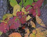FALL COLORS IV
