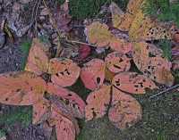 FALL COLORS II