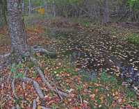 FALL COLORS VI