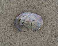 BROKEN ABALONE SHELL