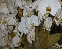 BLOOMS IX