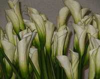 BLOOMS VIII