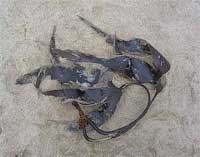 STILL LIFES ON SAND SERIES