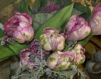 BLOOMS III