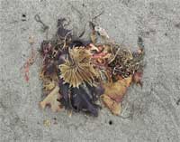 TIDAL BOUQUET II