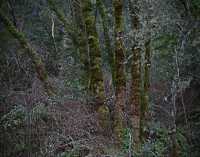 INTO THE WOODS III