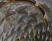 STONE WAVES