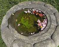 FLOATING PETALS