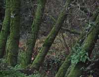 INTO THE WOODS VII