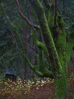 INTO THE WOODS VI