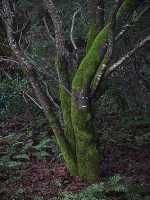INTO THE WOODS IV