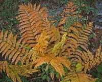 FALL COLORS VII