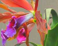 ORCHIDS XII