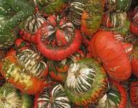 FRUITS & VEGETABLES VII
