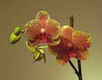 GREEN AND RED MOSS ORCHID