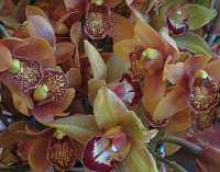 ORCHIDS XVI