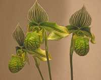 GREEN LADY'S SLIPPER ORCHIDS