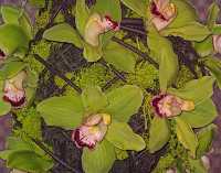 GREEN CYMBIDIUM ORCHIDS