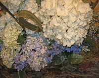 BLUE HYDRANGEA