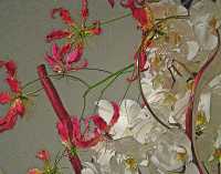 GLORIOSA LILY AND WHITE PHALAENOPSIS