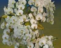 ABANDANCE OF ORCHIDS