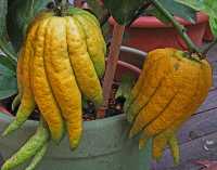 FRUITS & VEGETABLES IX